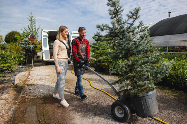 Best Tree Removal  in Ansted, WV